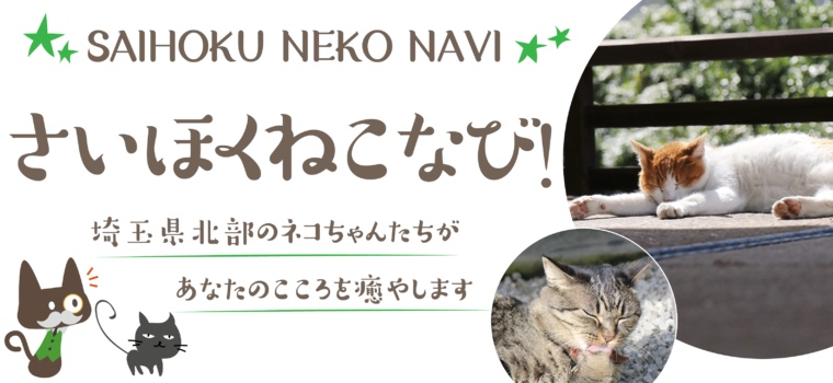 行田市★前玉神社のネコちゃん｜埼玉県北部のネコちゃんをご紹介します。