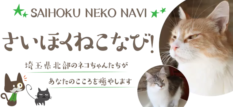 キャットワールド【2020.11.20更新】