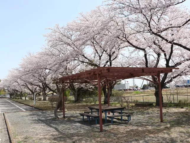 (3月下旬の撮影日には、桜が満開でした。美しい…!渾身の一枚が撮れることまちがいなし。)
