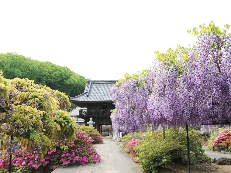 境内に入った瞬間に香る藤の芳香な香り♪