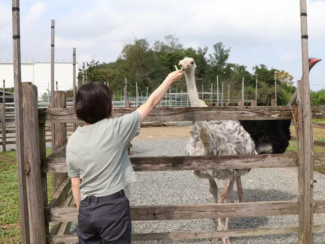 (手でダチョウのくちばしの先まで持っていきます。)