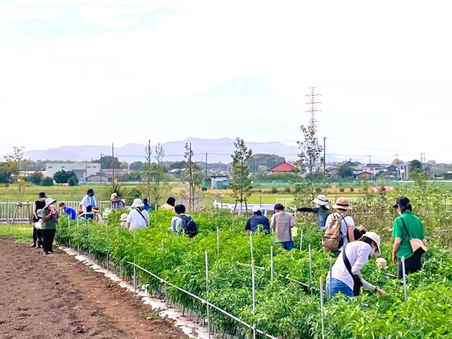 （収穫体験：みなさん、おいしそうな野菜を見つけています。）