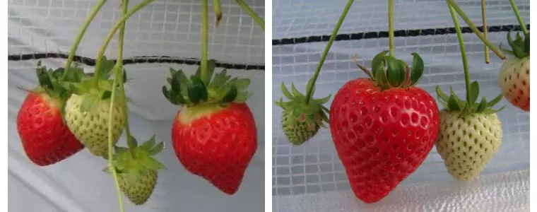 埼玉県オリジナルいちご品種「かおりん」と「あまりん」
画像引用元：（埼玉県生産振興課HP）