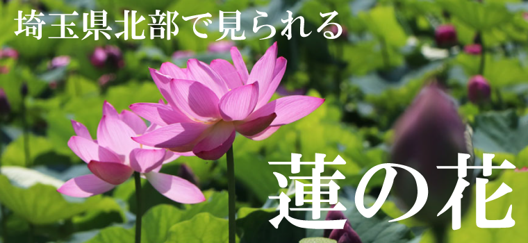 埼玉県北部で見られる「蓮の花」 - 彩北なび！
