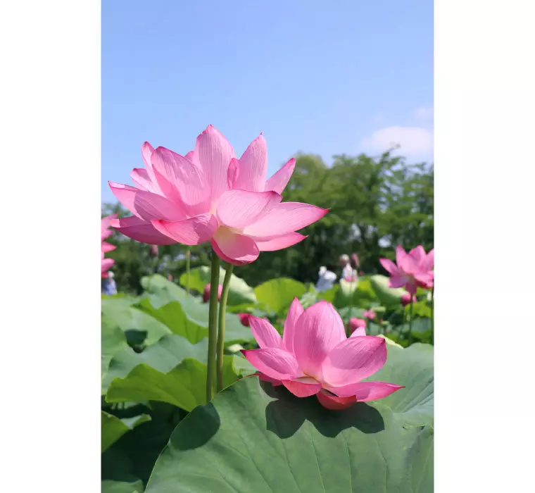 行田蓮(古代蓮)