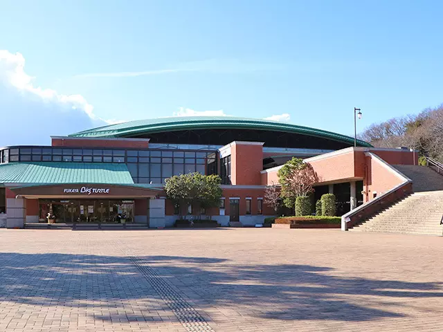 ビッグタートル