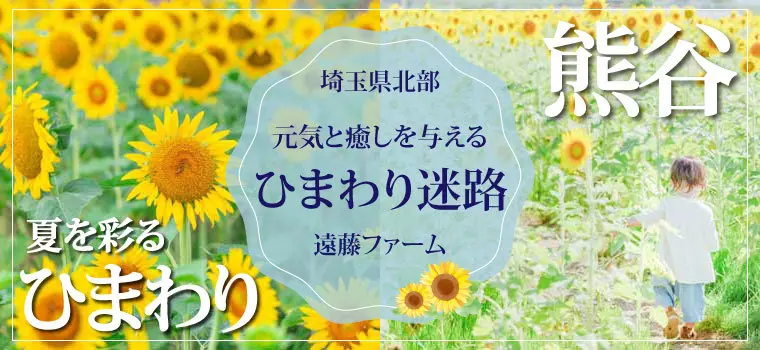 埼玉県北部のひまわりスポット～ひまわり迷路を楽しもう～